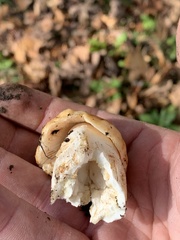 Russula pectinatoides