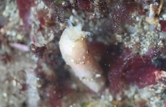Leptosynapta