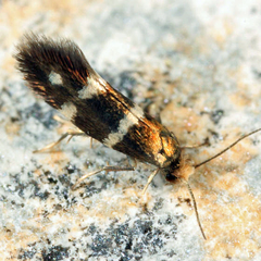 Phylloporia bistrigella