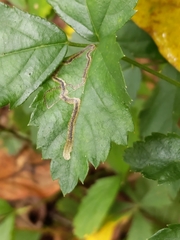 Stigmella villosella