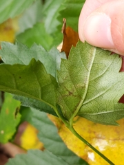 Stigmella villosella