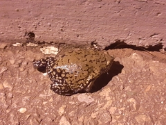 Dermatonotus muelleri