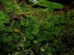 Hymenophyllum polyanthos