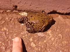 Dermatonotus muelleri