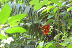 Desmoncus orthacanthos