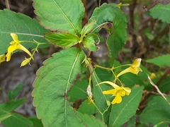 Impatiens racemosa