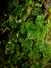 Hymenophyllum polyanthos