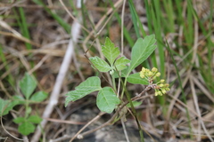 Rhus aromatica serotina