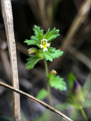 Euphrasia subarctica
