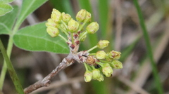Rhus aromatica serotina