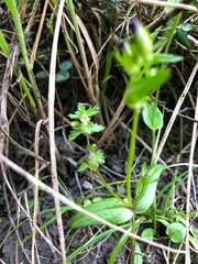 Euphrasia subarctica