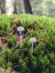 Mycena clavicularis