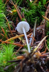 Mycena clavicularis