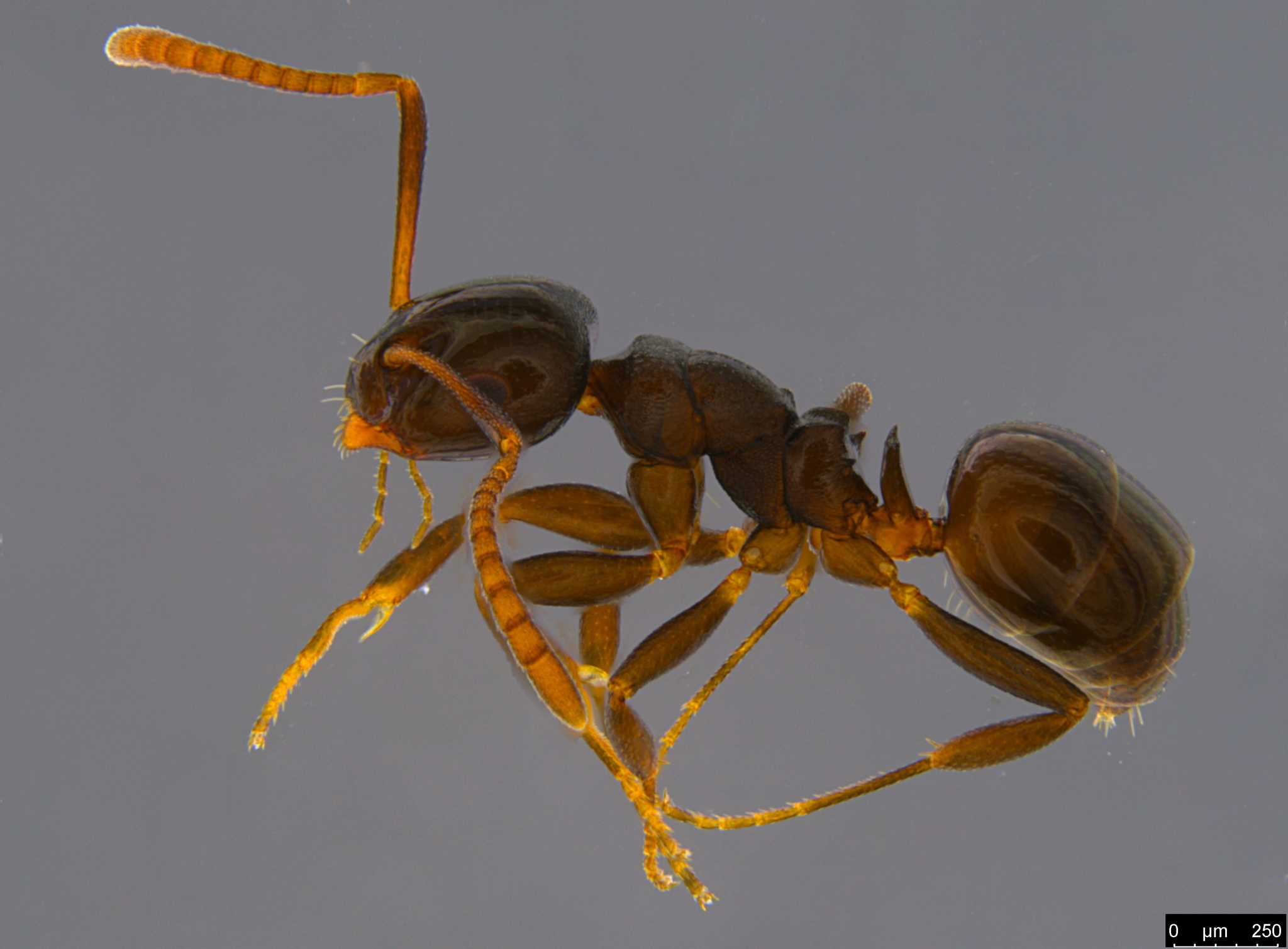Stigmacros pusilla