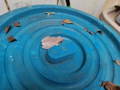 Polypedates megacephalus