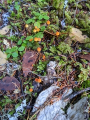 Mycena strobilinoidea