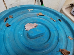 Polypedates megacephalus