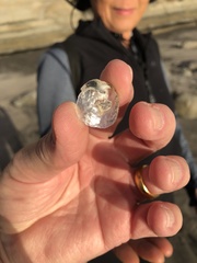 Pododesmus macrochisma