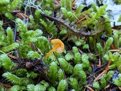 Mycena strobilinoidea