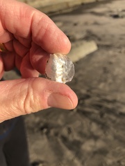 Pododesmus macrochisma