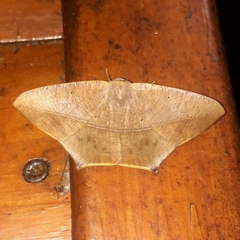 Prochoerodes flexilinea