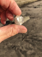 Pododesmus macrochisma