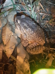 Leptodactylus labyrinthicus