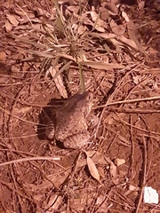 Leptodactylus labyrinthicus