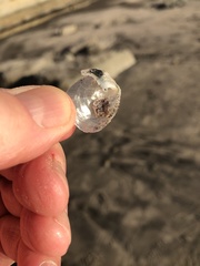 Pododesmus macrochisma