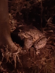 Leptodactylus labyrinthicus