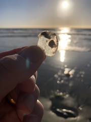 Pododesmus macrochisma