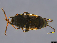 Euander lacertosus
