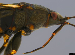Euander lacertosus