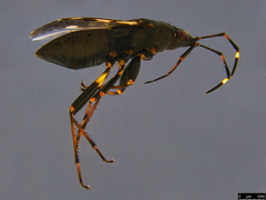 Euander lacertosus