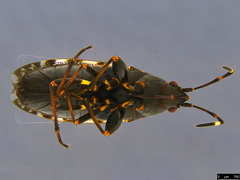Euander lacertosus