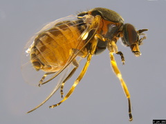 Austrosimulium