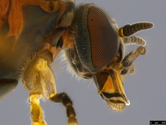 Austrosimulium