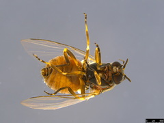 Austrosimulium
