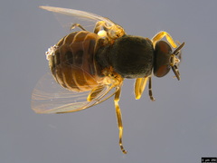 Austrosimulium