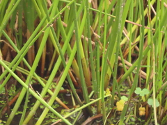 Juncus effusus effusus