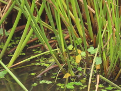 Juncus effusus effusus