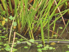 Juncus effusus effusus