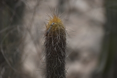 Haageocereus pseudomelanostele
