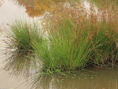 Juncus effusus effusus
