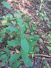 Solidago flaccidifolia