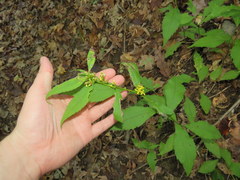Solidago flaccidifolia