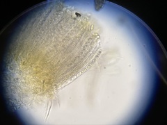 Lanzia luteovirescens