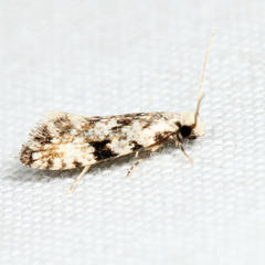 Nemapogon auropulvella