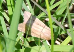 Leucania phragmitidicola