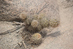 Cumulopuntia sphaerica